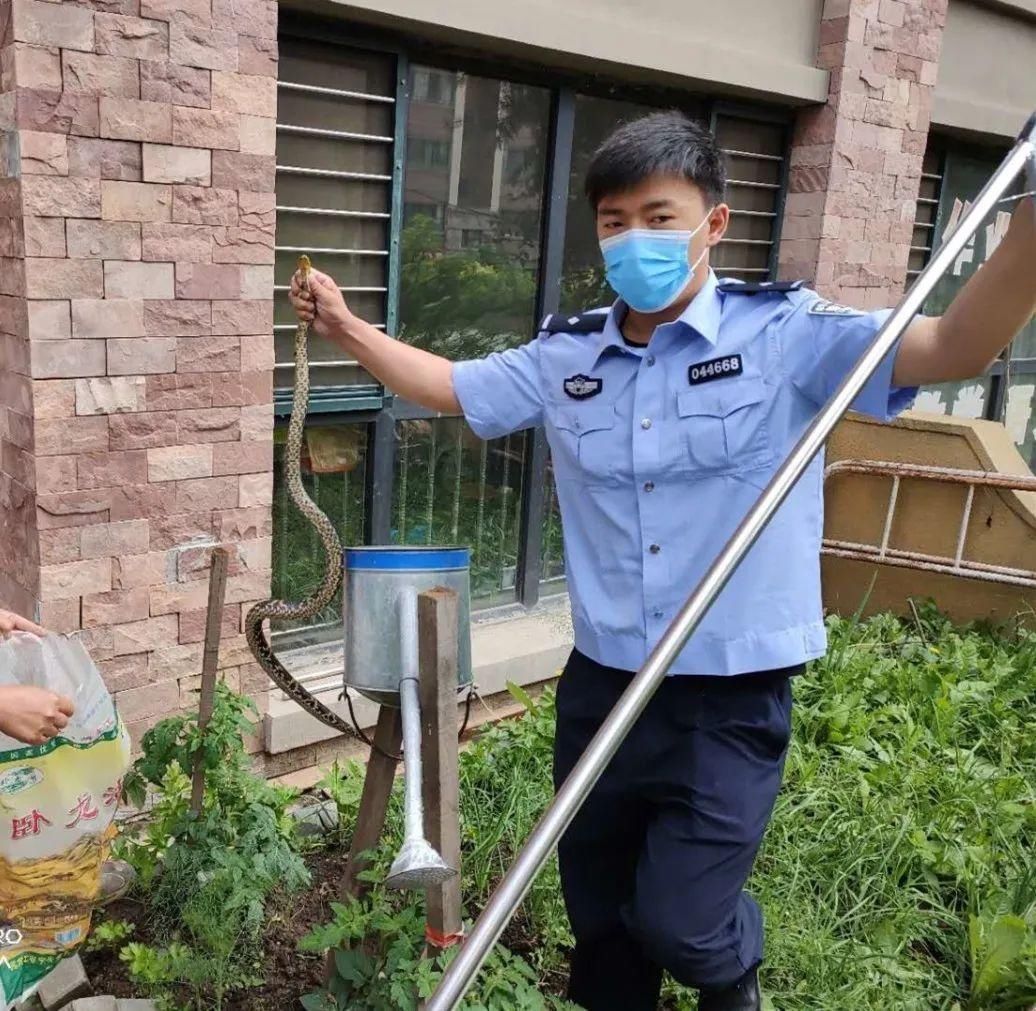 大蛇|你家里进过“大长虫”吗？胆小者勿进！