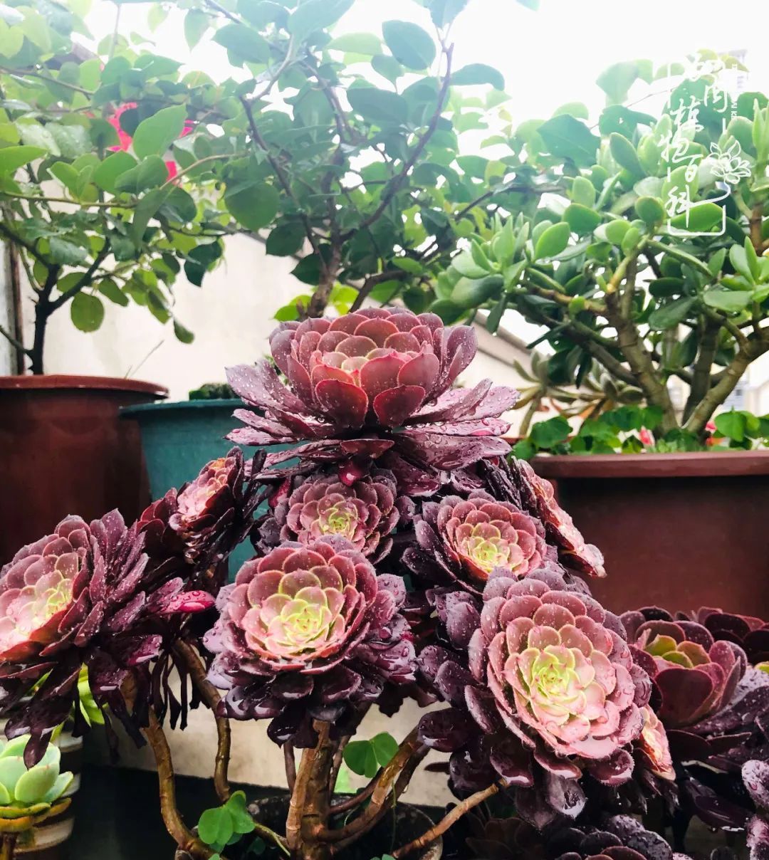  遇上|遇上多肉，遇上美好，情不知所起，一往而深！