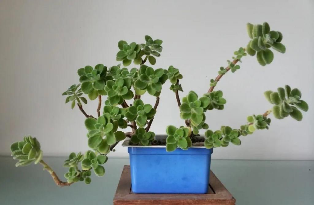 养成|最大的长寿老桩，7年时间，养成盆景！