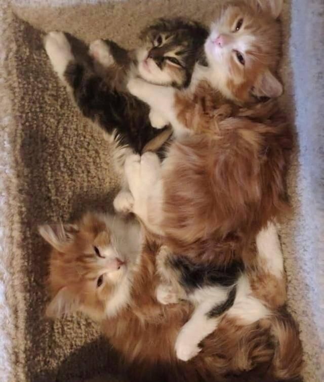  捡回|散养猫捡回三只小奶猫，主人都愣了：你不是已经绝育了吗