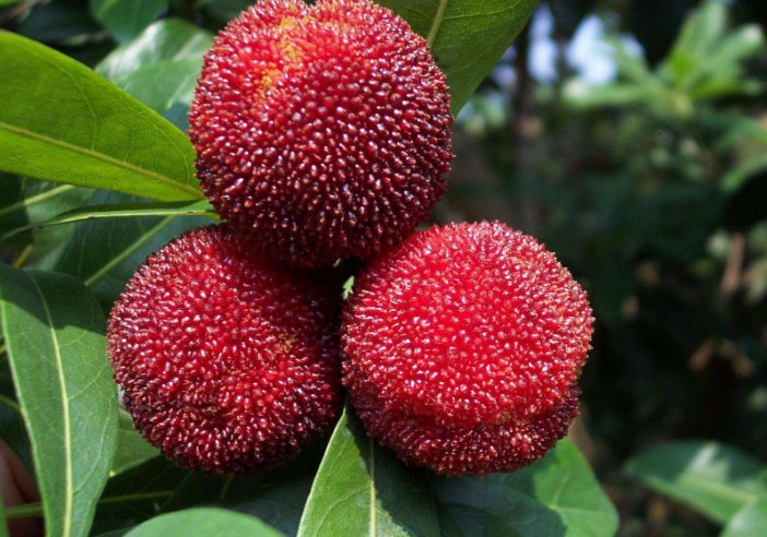  时间|用盐水洗杨梅？大错特错，老人教你两招，吃起来不担心有虫子！