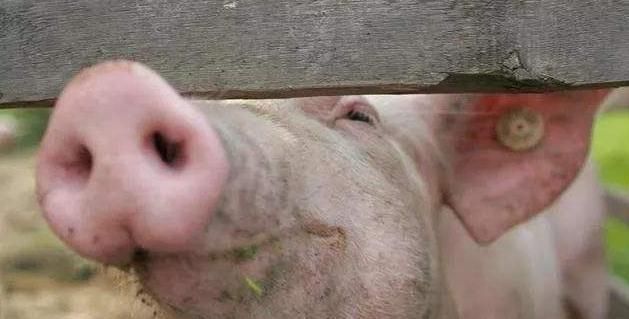  重视|养猪中猪的眼睛有这3个变化，是发病的征兆，养猪朋友要引起重视