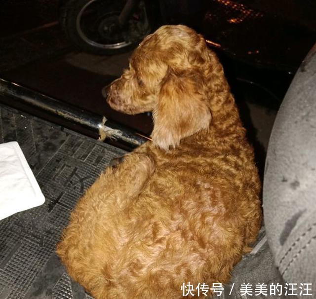  流浪|泰迪年事已高独自流浪大街，看到它的样子，男孩不忍心丢下它离开