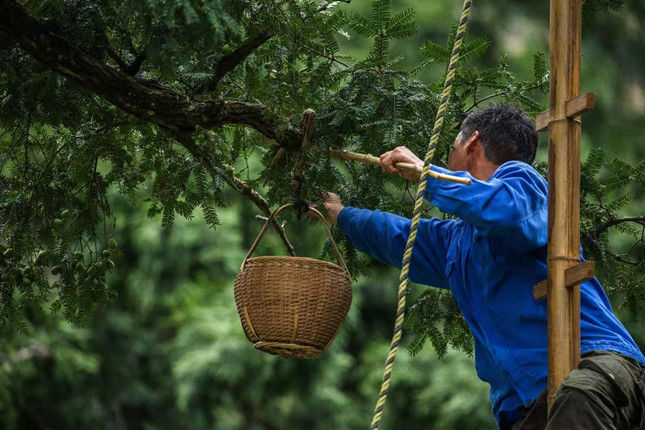  香榧|马云认养两棵古香榧树！诸暨成立全国首个千年古树香榧保护基金