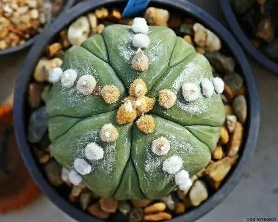  人养|每个人养肉人都应该学会鉴赏“兜”