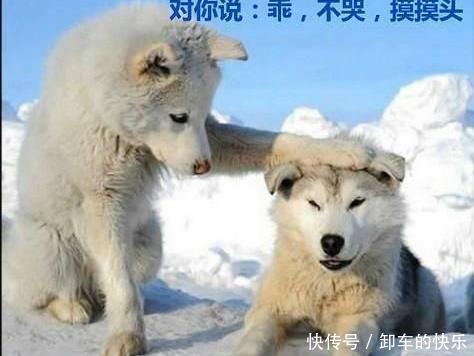  高原|西藏那种高原上蚊子多不多