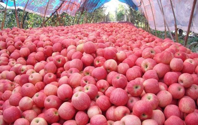 早熟|充满希望的八月，我们如何把好早熟苹果销售前的这几道关？