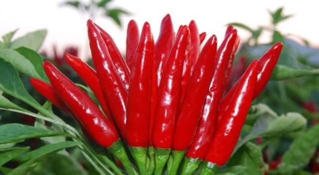  朝天椒|聪明人都爱吃此物，健脾消食，促进脂肪燃烧，不想肚子鼓鼓可试试