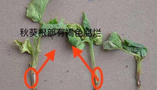  病害|想要温室大棚的秋葵获得高产，2种常见病害的防治是关键