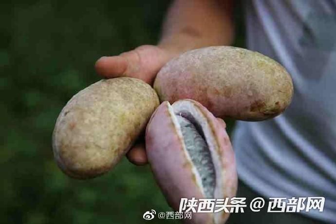 八月|紫阳秦巴山里的野生八月瓜熟了 香甜滑嫩美味可口难得吃到