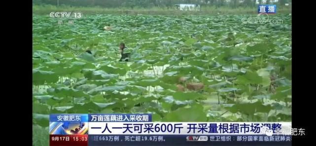  肥东|震撼！肥东霸屏央视！惊艳全国！这次是因为……