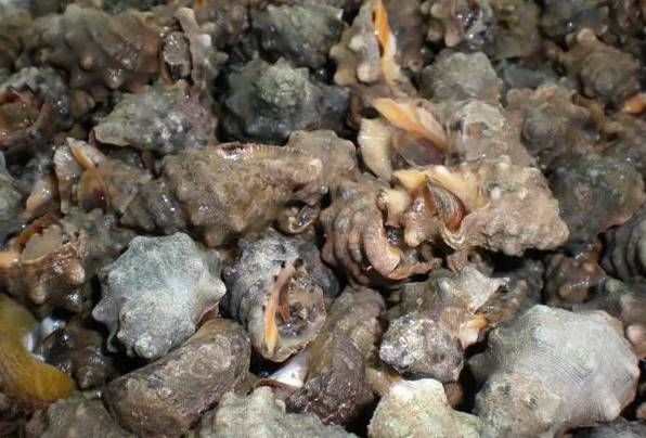 今日|今日开海!这84种海鲜,你都认识吗?你真的会吃海鲜吗?