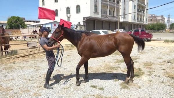  马冲进|3男子骑马冲进海里救起12岁男孩！半个月后，噩耗传来…