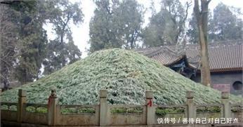 武侯墓|诸葛亮陵墓1700年无人敢盗,只因坟边大树太神秘了!
