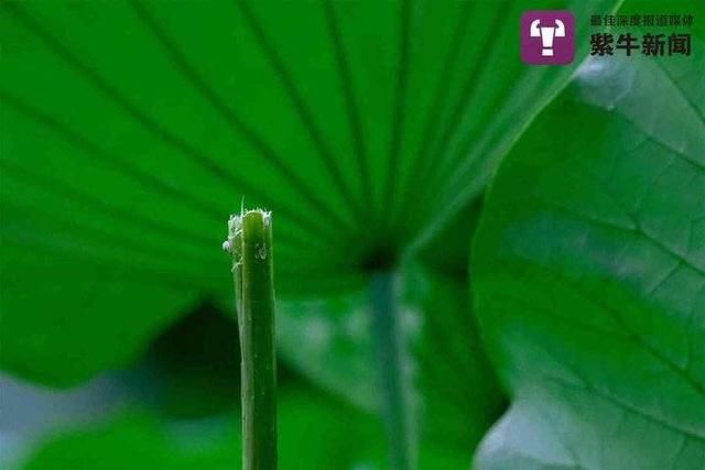 偷采|南京玄武湖“网红”并蒂莲蓬被偷采，男子被罚款200元