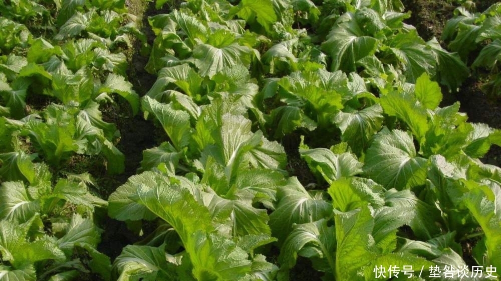 特色|人称“母子菜”，口味清香炒肉是一绝，不知有那么多作用，可种吗