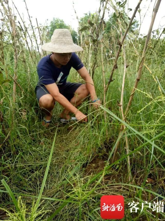 圆梦|父子在不同的“战场”拼搏 临高农村小伙高考711分终圆梦