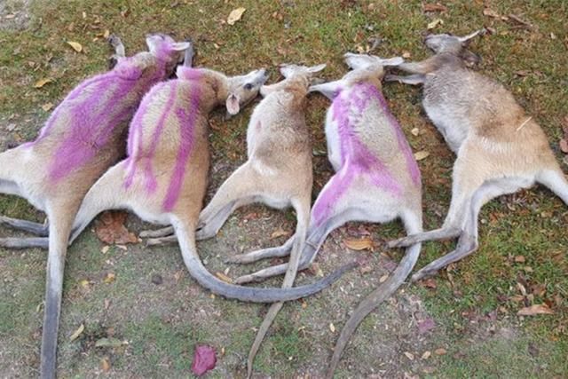  澳洲|澳洲2男子酒后驾车故意撞死21只袋鼠，如今2人全都被判刑