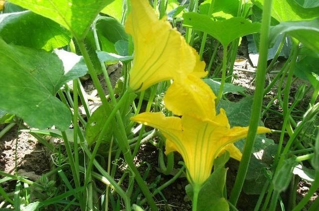 南瓜|长期吃南瓜的人,竟然都变成这样,简直是让人目瞪口呆了!