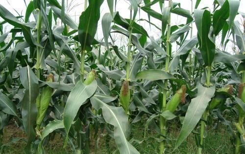  防控|防治夏玉米虫害，“一喷多效”防控技术，种地高手都在用，快学学