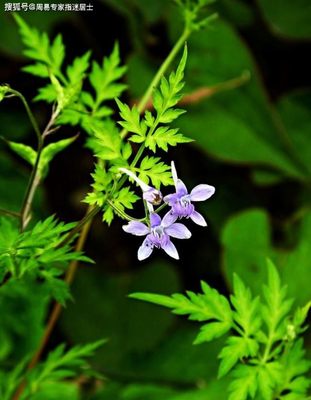  运气|1945年诞生的生肖属鸡人2022年运气算命查询：包含友情，事业，身段，恋爱运