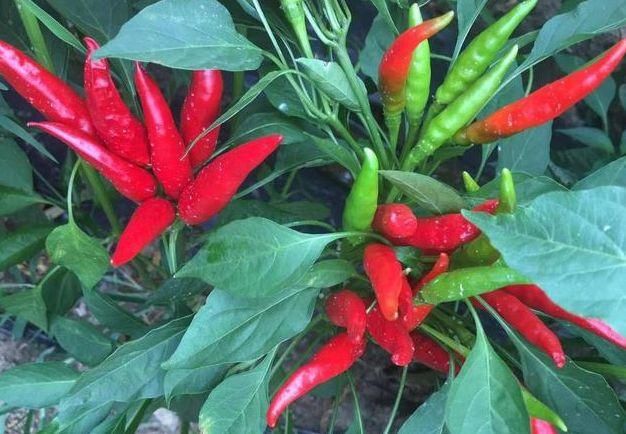  关键技术|三樱椒的种植要掌握这些关键技术，2020让你的辣椒辣翻天