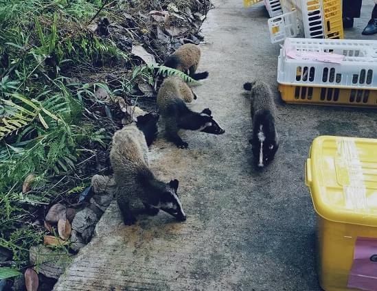 放生|豹猫、红隼、果子狸......在南宁的公园里遇到它们别激动