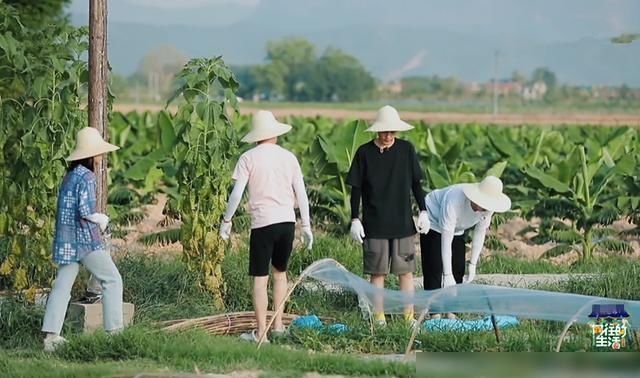  向往的生活|《向往4》的录制到底有多累看清胡先煦脖子上的肤色对比就明白