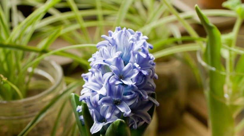  对方|进入8月，花儿伴蝶，真情孤飞，爱情丝丝入扣的4大星座