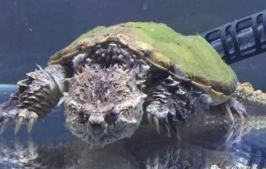 合格|快来看看，你是否可以成为一个合格的养龟人？