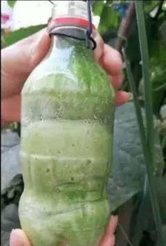 饮料瓶|女子把黄瓜放进饮料瓶里,众人嘲笑,一个月后却令人羡慕不已!