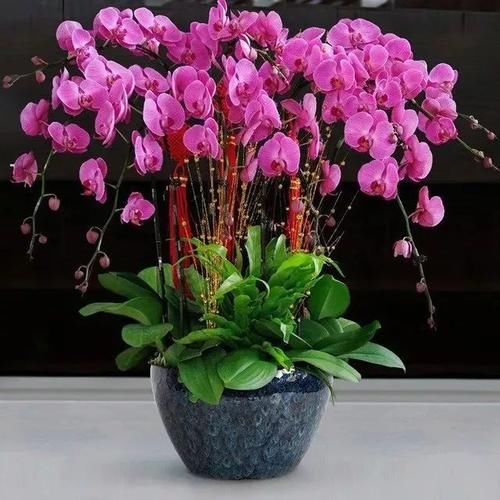 就容易出|公认难养的4种花，养花大神难养好，新手选择要慎重！