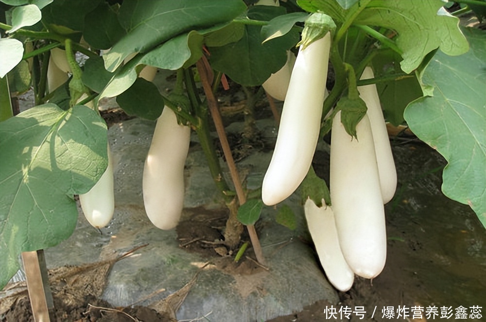 紫色茄子的营养价值及功效与作用(常吃紫色茄子的人，对人体有多种好处，但这2个食用禁忌要避免)