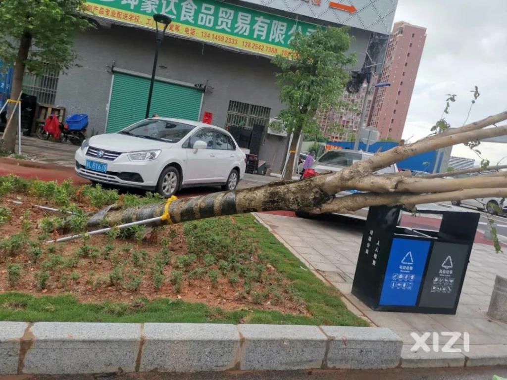  越野车|好紧要！淡水一棵大树凌晨被吹倒，这群开越野车的人去做了这件事....