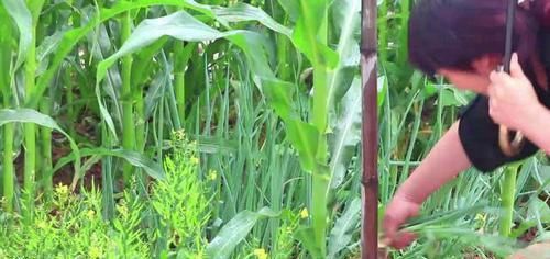  不用|教你做家常葱花饼，不用油酥，个个酥脆又起层，比买的都好吃