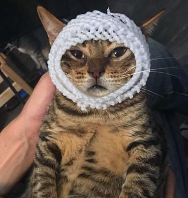  发泡|主人拿猫咪寻开心，拿起发泡网就开动，猫咪气得想死的心都有了