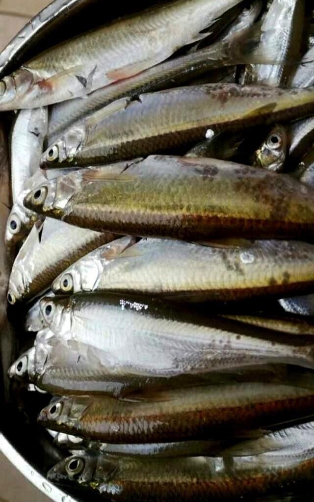  种鱼|这种农村常见的鱼现在已经很少了，用油炸出来比罐头鱼还要好吃