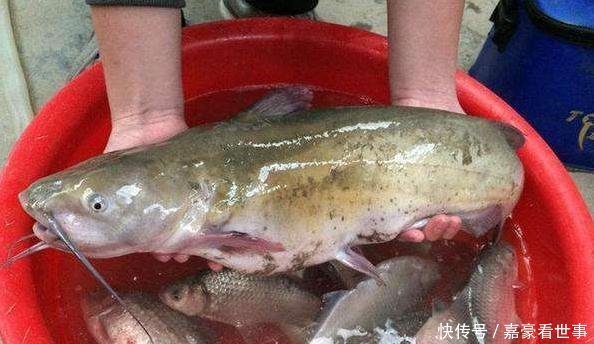 刺少|水中“1种鱼”,肉多刺少,价格便宜,为什么大家都不爱吃了呢!