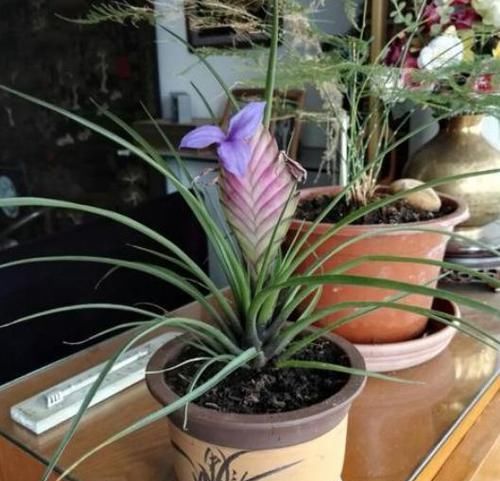 营养物质|鸡蛋壳没用、要扔掉?洗洗、晒晒、磨碎,养花'高钙肥'有了