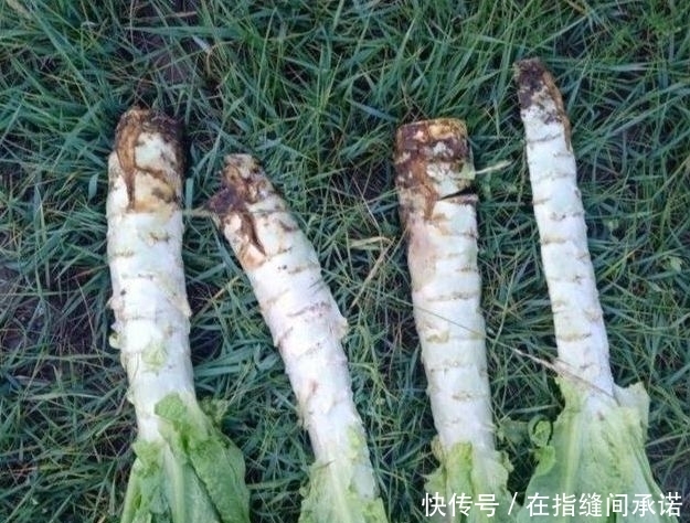 莴笋|莴笋的裂口、瘦窜、旱窜现象,因何形成?生产中如何预防