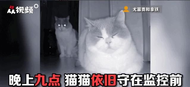 电话|这只猫通宵等主人电话,只为在摄像头里见一面,无数网友泪崩…