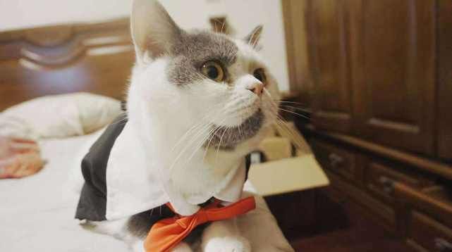  凌晨|“凌晨2点，被我家猫尿床吵醒”：猫咪总尿床，其实是这些原因