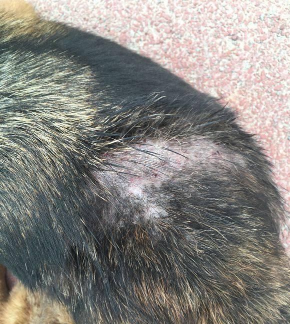 流浪狗|流浪狗全身伤口倒路边无人管，女孩心疼带回家，悉心照料让人感动