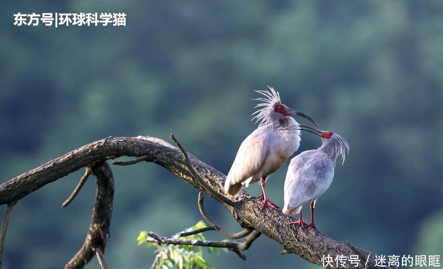  重生|朱鹮“重生”已达千余只消失近90年植物重现，是什么原因