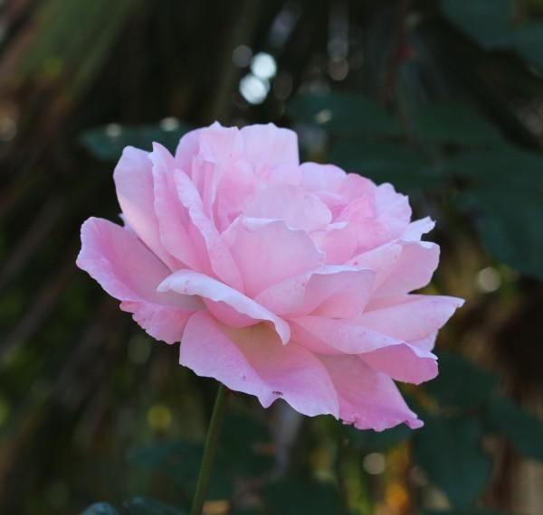  属猴的女生|近期，感情运势提升，爱情说来就来，收获爱情，注定脱单的四生肖