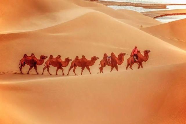 额济纳旗|【阅读】有一种心动,叫额济纳的秋天