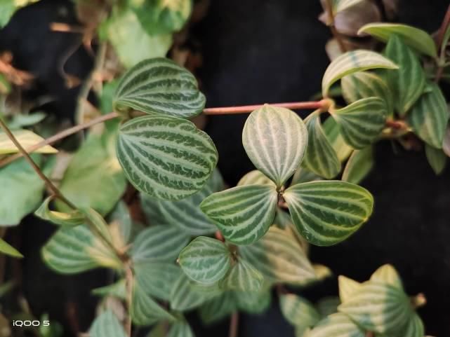  水桶|水桶机一哥之争：小米10Pro败得不冤