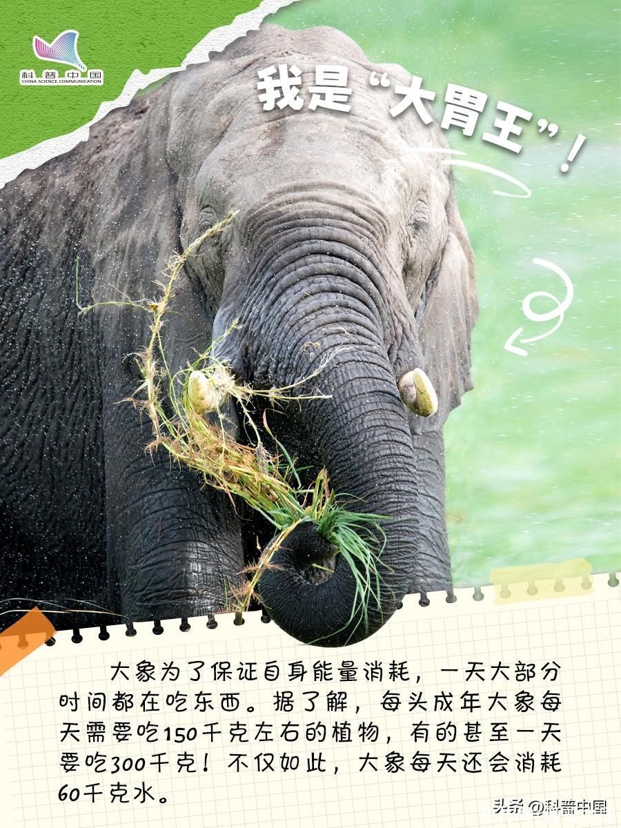 比大熊猫还珍稀的10种动物(比大熊猫还珍稀的动物，竟然是它？)