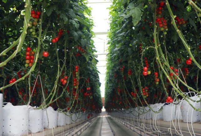 收集|就在明天!海沧 “丰收集”!