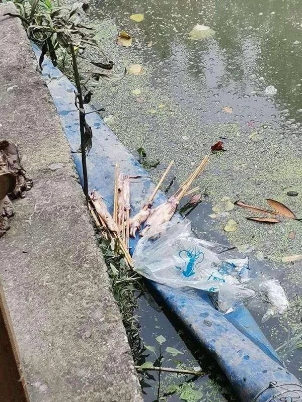  竟将|商贩竟将鱿鱼直接倒入河道，罚